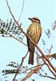 Streaked Flycatcher